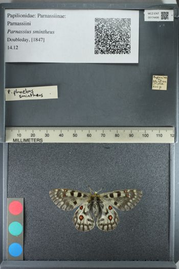 Media type: image;   Entomology 174406